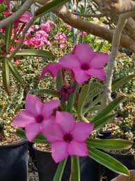 Image result for Adenium swazicum