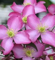 Roses, clematis and peonies and everything gardening related. Pink The Avid Gardener