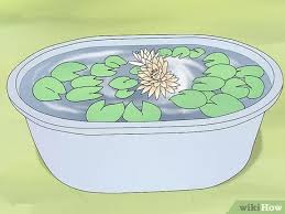 You can also buy containers with lilies already growing in summer if you miss out on planting the bulbs. How To Grow Water Lilies With Pictures Wikihow