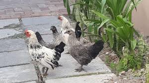 10 Excellent Scientific Facts of Breeding Bantam Chickens (Updated February 2022)