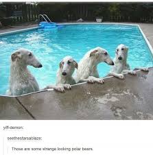Four Borzois In A Pool Chien Levrier Levrier Chien