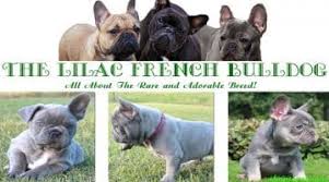 Welcome to blue ribbon french bulldogs! The Lilac French Bulldog All About The Rare And Adorable Breed Ihomepet