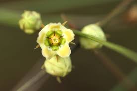 Image result for Sisyranthus imberbis