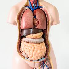 In the human body, there are only about 600 different skeletal muscles. Seven Body Organs You Can Live Without