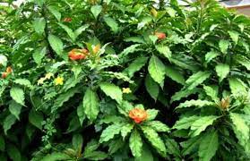 Pereskia saecnarosa atau jarum tujuh bilah, tergolong dalam kumpulan kaktus yang merupakan pokok kecil yang boleh mencecah ketinggian 3 hingga 6 meter. Petua Melayu Pokok Jarum 7 Bilah Pokok Jarum 7 Bilah Ni Facebook