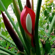 Philodendron Bloom Hiding Like An Easter Egg Botanical Gardens Botanical Bloom
