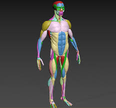 There are 22 bones in the human skull. Male Ecorche Human Anatomy Bones And Muscles 3d Model 13 Obj Ztl Free3d