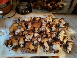 Calendrier de la cueillette des champignons. J Ai Teste Pour Vous La Cueillette Des Cepes En Foret De Tourouvre Le Perche