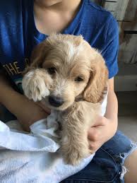 Join millions of people using oodle to find puppies for adoption, dog and puppy listings, and other pets adoption. 3 Charming Labradoodle Puppies A Boy And His Dog Doodles