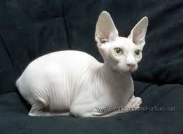 Find local sphynx in cats and kittens in the uk and ireland. Sphynx For Sale