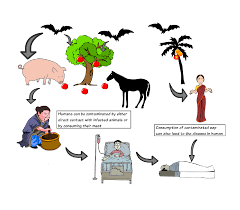 Fruit and vegetables from kerala banned in gulf. Cureus The Killer Virus Called Nipah A Review