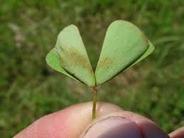 Image result for Mostuea hirsuta