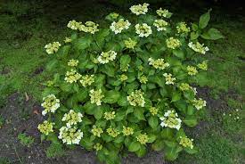 We did not find results for: Stars Of The Summer Garden Three Wedding Gown Bigleaf Hydrangeas Now Grace The Seattle Japanese Garden Seattle Japanese Garden