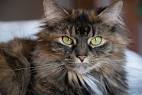 Domestic long-haired cat - Wikipedia