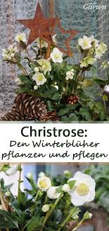 Christrosen Pflanzen Und Pflegen Christrose Pflanzen Weihnachtsrose