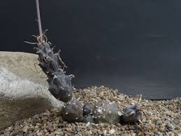 Image result for Kleinia mweroensis