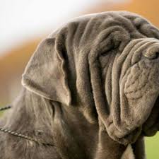 full list of mastiff dog breeds