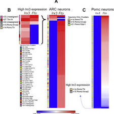 Bangga, saat mempunyai motor atau roda empat yang telah di. Pdf The Partial Inhibition Of Hypothalamic Irx3 Exacerbates Obesity