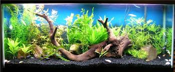 Show Me Your 55 Gallon Planted Tank Community Fish Tank Fresh Water Fish Tank Aquarium Fish Tank