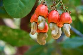 Image result for Anacardium occidentale
