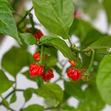 Pin On Big List Of Hot Peppers