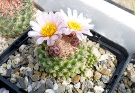 I have a 35 year old cactus, approximately 18 inches tall. How Much Light Do Cactus Need To Grow Well The Importance Of Sun
