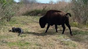 Paynes Prairie Preserve State Park Micanopy All You Need To Know Before You Go With Photos Tripadvisor State Parks Trip Advisor Park Pictures