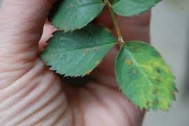 Rose leaves turn yellow because the ph of the soil is too high, or there's not enough iron in. Oh No Rust On My Roses Toronto Gardens