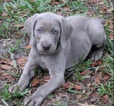 Gimme Silver Weimaraner Puppy Weimaraner Puppy Weimaraner Puppies Weimaraner