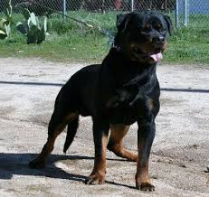 Rottweiler puppies and dogs in california cities. Rottweiler Breeders In California