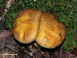 Image result for Suillus subaureus