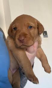 My little Fox Red Dudley .. only Dudley in the litter. She was the first to  be chosen because of her blue eyes. I just love her 🥰🐾🥰