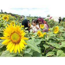 Impor sekarang, penawaran bibit bunga matahari di tokopedia maupun di lapangan mulai marak. Kebun Bunga Matahari Di Tangerang Viral Di Media Sosial Sudahkah Kamu Berkunjung Ke Sana