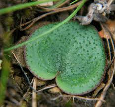 Image result for Eriospermum