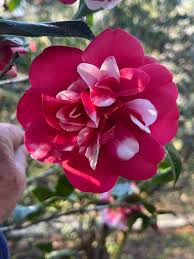 Image result for magnolia genia
