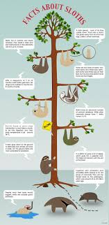 Facts About Sloths Sloth Facts Sloth Sloth Life