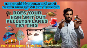 Fish Stop Eating Food Fish Spitting Out Food Or Flakes Try This Garlic Betta Fish Betta Fish