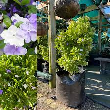 Image result for Brunfelsia pauciflora