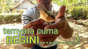 25 june 2020 pikat burung kecil23. Agar Cici Padi Gacor Cah Alas By Cah Alas