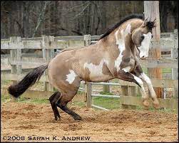 Unusual Horse Horses American Paint