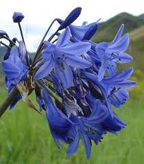 Image result for Agapanthus campanulatus