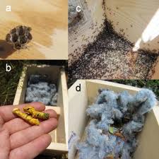 Where do bumble bees live? Examples Of Non Bumble Bee Occupants Of Artificial Nest Boxes A A Download Scientific Diagram