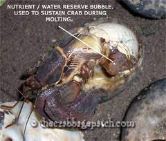 The color of the crab can also be used as an indication of death. Hermit Crab Successful Molting