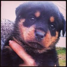 Quickly find the best offers for rottweiler puppies for adoption on the star classifieds. Rottweiler Puppies For Sale North Carolina Page 2