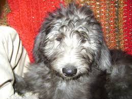 Check spelling or type a new query. Trained Shepadoodle Puppies 14 Weeks Old For Sale In Blairsville Georgia Classified Americanlisted Com