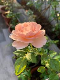 fr dec 13 2019 花 写 ॐڿ ڰ 真 beautiful flowers beautiful roses flowers