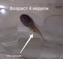 Как мы вшестером головастиков нянчили | Пикабу