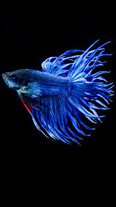 Hd Wallpapers Wallpapers Download High Resolution Wallpapers Hd Wallpapers Wallpapers Download High Resolution Wallpapers Consists Of Nature Wallpapers Fish Wallpaper Iphone Fish Wallpaper Betta Fish