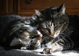 ‪Why Do Cats Groom Each Other? | Whitney Veterinary Hospital‬‏