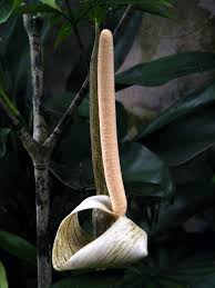 Image result for Gonatopus